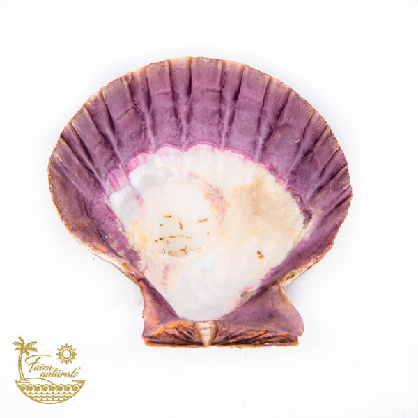 Lion's Paw Shell Smudge Dish 5" - 6" Large