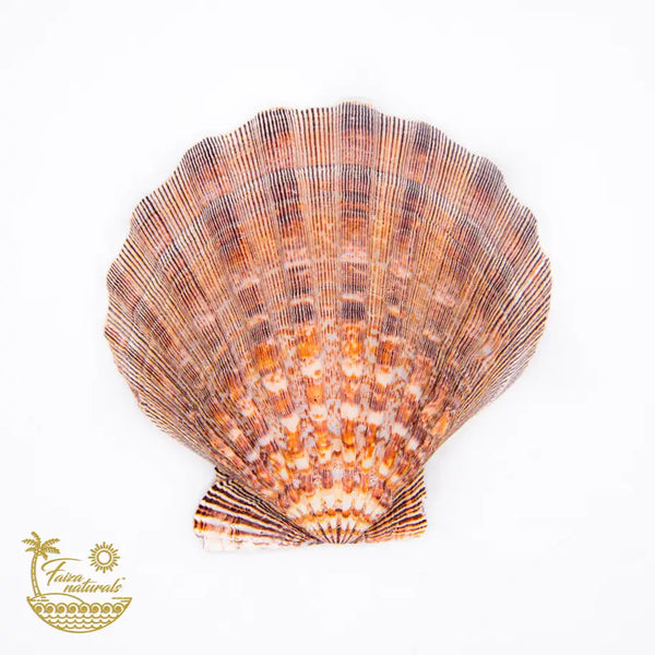 Lion's Paw Shell Smudge Dish 5" - 6" Large