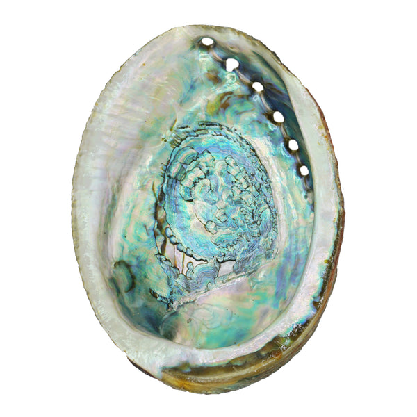 Abalone Shell Smudge Bowls (Large)