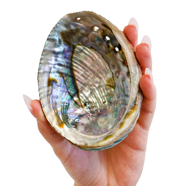 Abalone Shell Smudge Bowls Medium (4-5 inch)