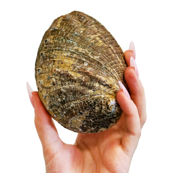 Abalone Shell Smudge Bowls Medium (4-5 inch)