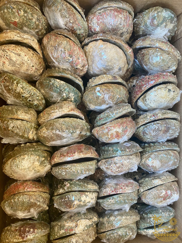 Abalone Shell Smudge Bowls Medium (4-5 inch)