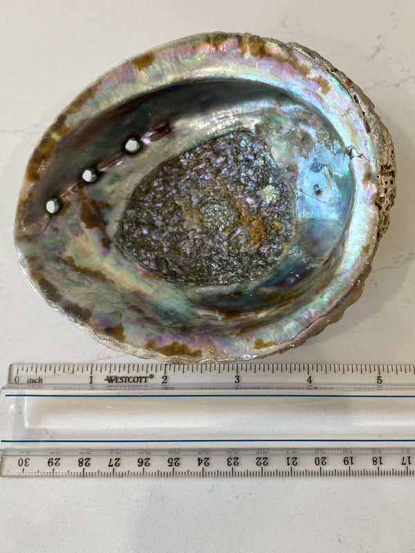 Abalone Shell Smudge Bowls Medium (4-5 inch)