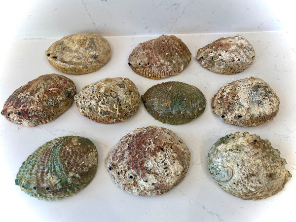 Abalone Shell Smudge Bowls Medium (4-5 inch)