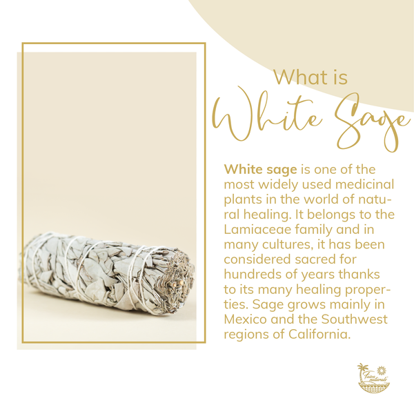 White Sage Smudge Stick Bundles 6 - 7 Inches Medium