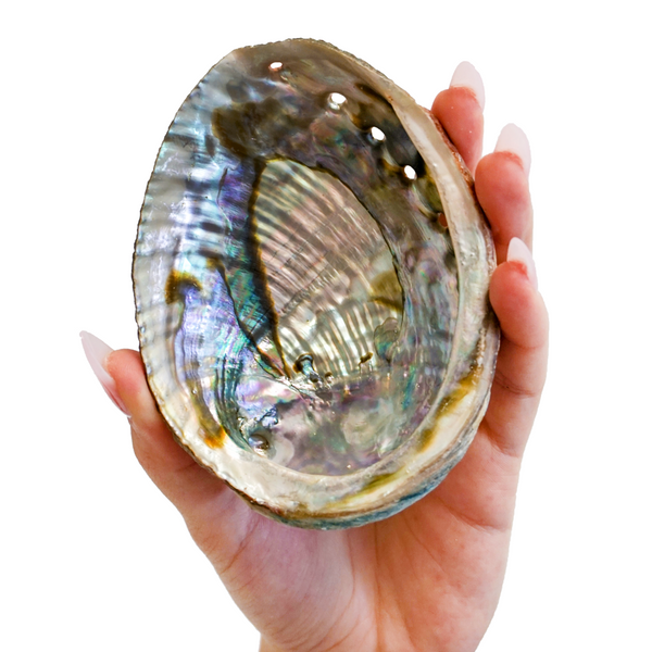 Abalone Shell & Mango Wood Stand