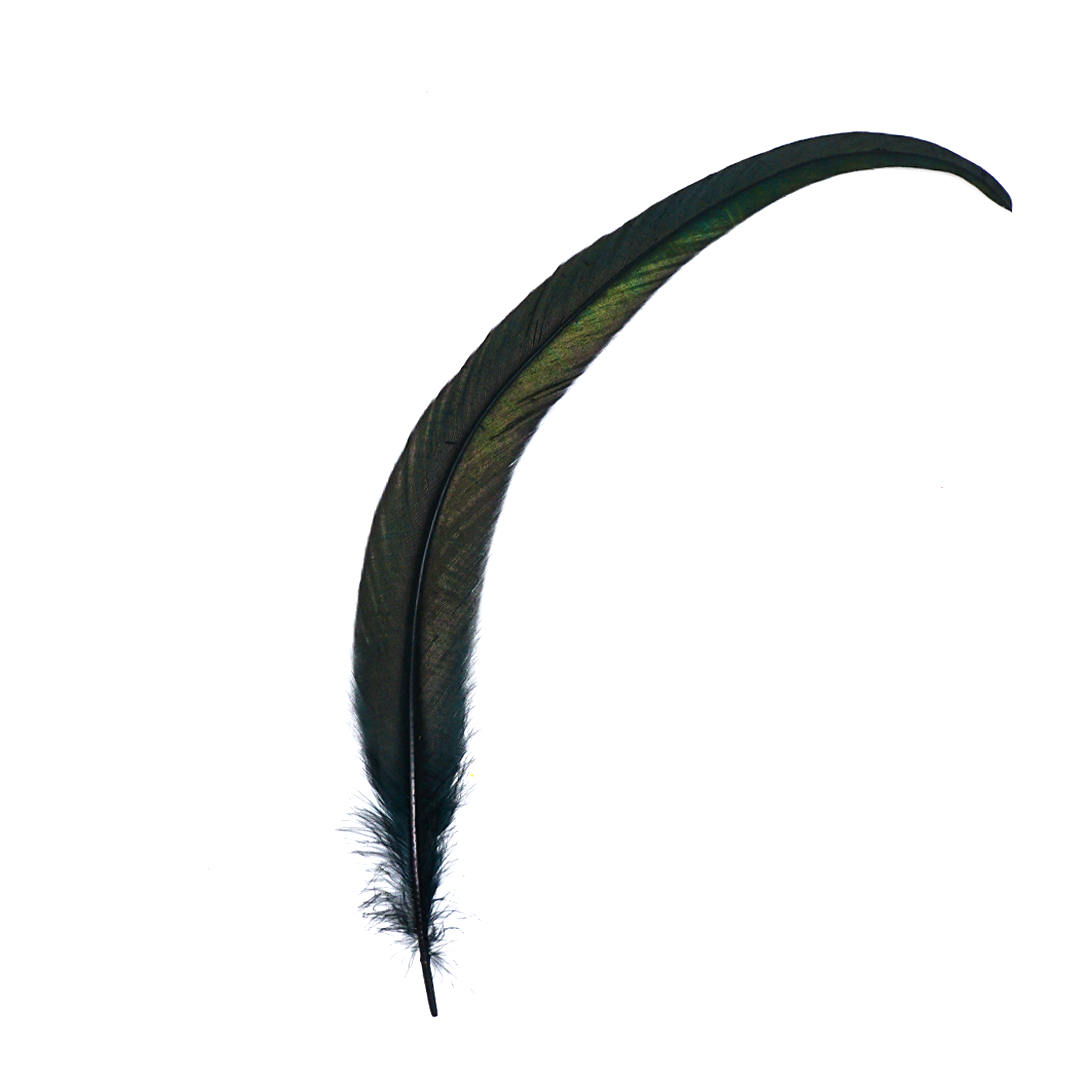 Black Feather for Smudging