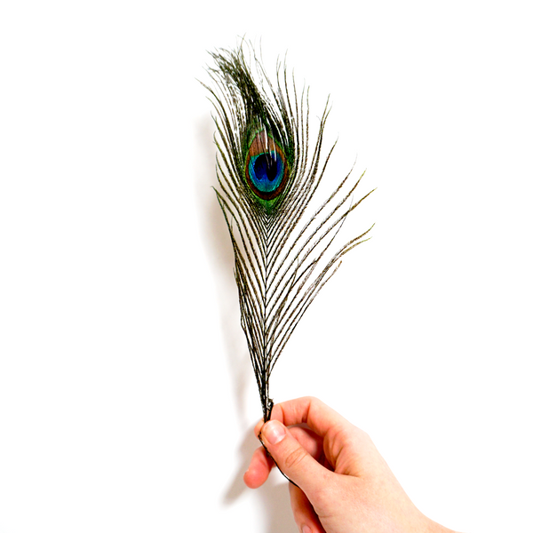 Peacock Smudging Feather