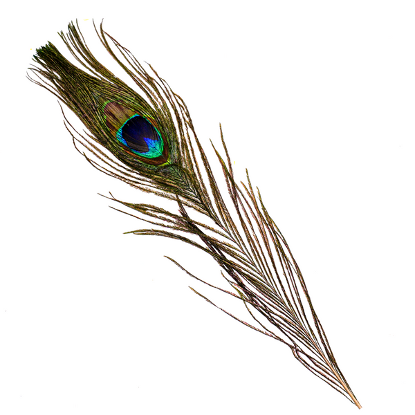 Peacock Smudging Feather